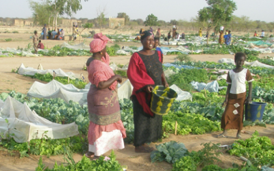 Moestuin- en varkenshouderij, AF-UG-56/E, Uganda