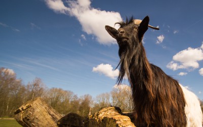 Geitenproject, AZ-IN-31/R, India