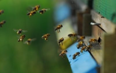 Bijen houden, AF-GH-6/E (Ghana)