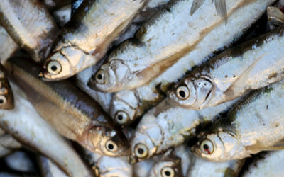 Visverwerking, AF-UG-47/E, Uganda