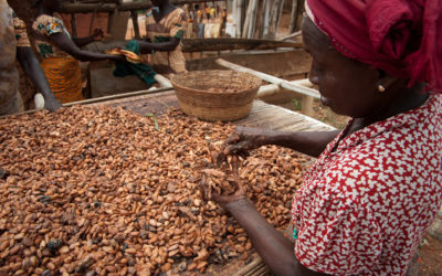 ‘Empowerment’ van weduwen en alleenstaande moeders in de cacao-industrie, AF-UG-53/E, Uganda