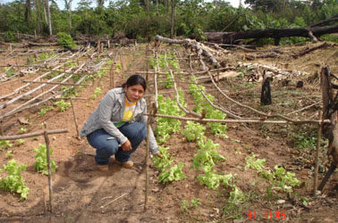 Natuurlijke medicijnen en gezondheidsproducten, LA-BR-9/R, Brazilië