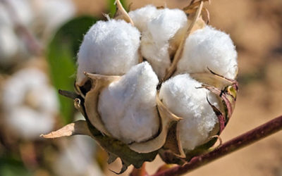 Katoencoöperatie voor polio-slachtoffers (India)