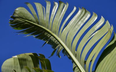 Borden van bananenblad door alleenstaande vrouwen (India)