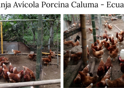 Ecuador (10) – Varkens- en kippenboerderij voor Mujeres Solidarias de Caluma – geadopteerd door Dutch Flower Foundation