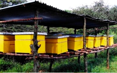 Bijenhouderij in Kenia