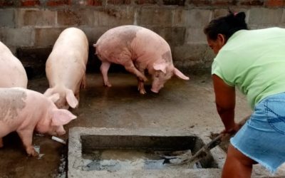 Biggen worden varkens