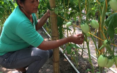 Kastuinbouw in El Salvador