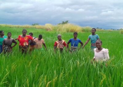 Malawi (15) – Schaalvergroting rijstbouw – sponsoren gezocht voor 2.225 euro