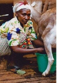 Kenia (93) – Melk met perspectief – geadopteerd door Daraja for Children